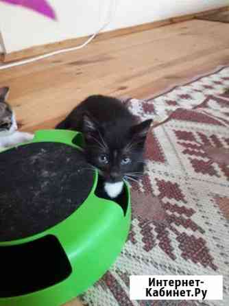 Котята ищут дом Котельники