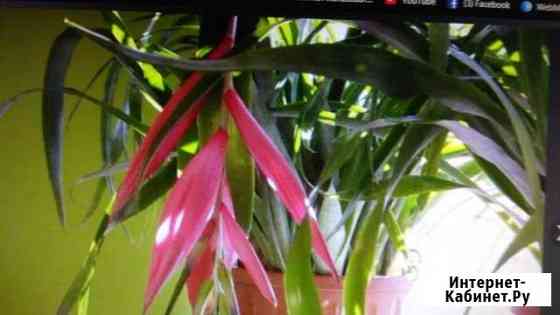 Бильбергия Симферополь