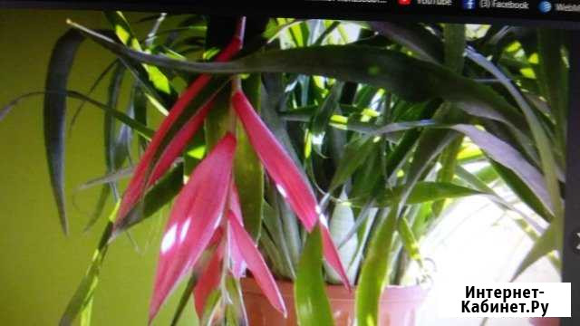 Бильбергия Симферополь - изображение 1