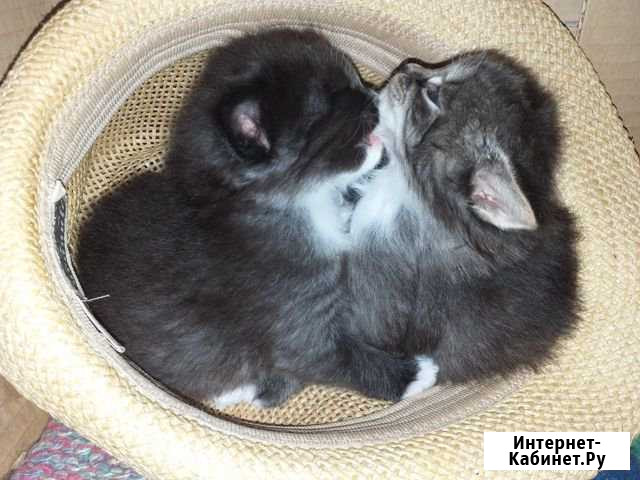 Котята в добрые руки Туймазы - изображение 1