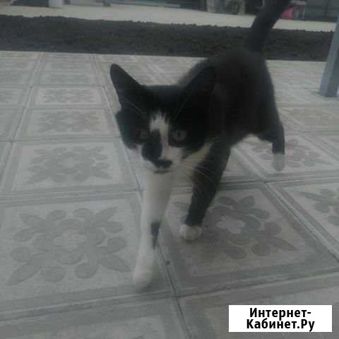 Отдам умного котика Грязи - изображение 1