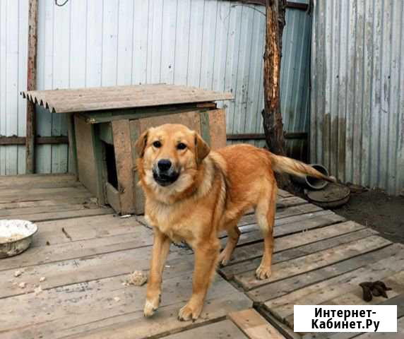 Собака Стелла ищет дом Азов - изображение 1