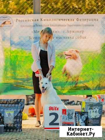 Хендлер. Подготовка к выставкам. Дрессировка Армавир - изображение 1