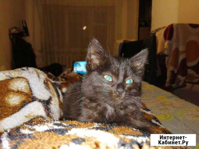 Котенок Зеленодольск - изображение 1