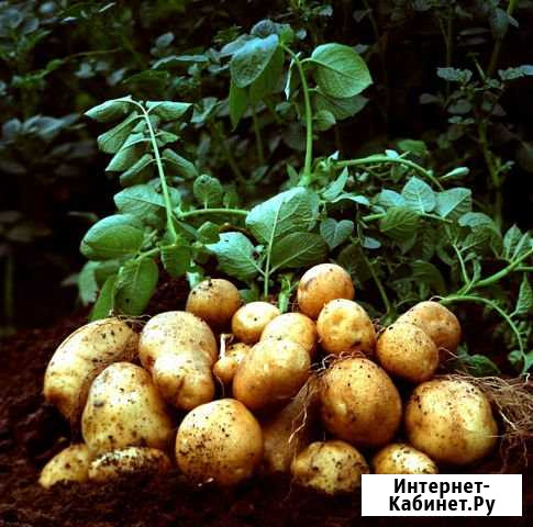 Картофель фермерский крупный Подольск - изображение 1