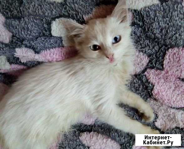 Кошечка Бэти Елец - изображение 1