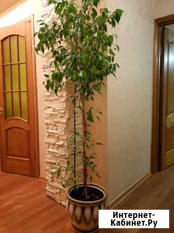 Цветы для дома и офиса 4 Курск - изображение 1