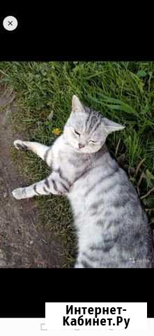 Котик скотиш-страйт Шаталово - изображение 1
