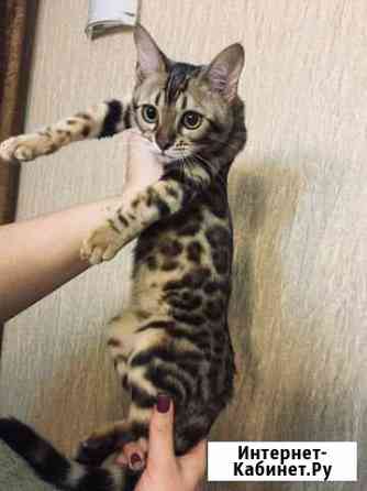 Котейка Тихорецк