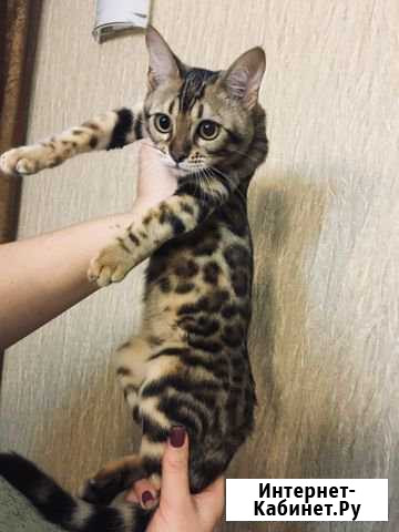 Котейка Тихорецк - изображение 1