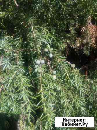 Можжевельник Иваново