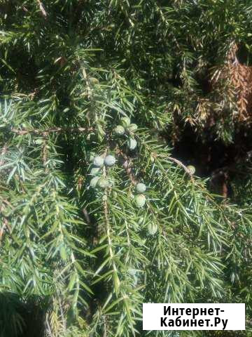 Можжевельник Иваново - изображение 1