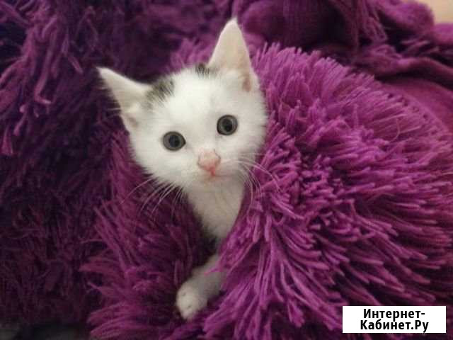Котенок Красноярск - изображение 1