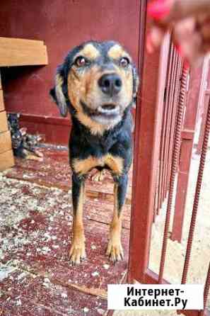 Адель ищет дом Тула