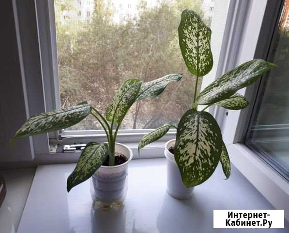 Диффенбахии. Маленькие и Большие (Тулака) Волгоград - изображение 1