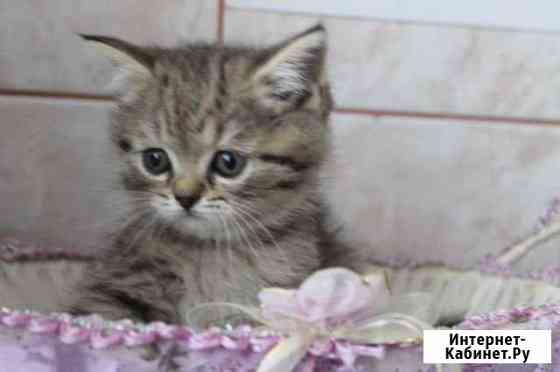 Девочка британочка Волгоград