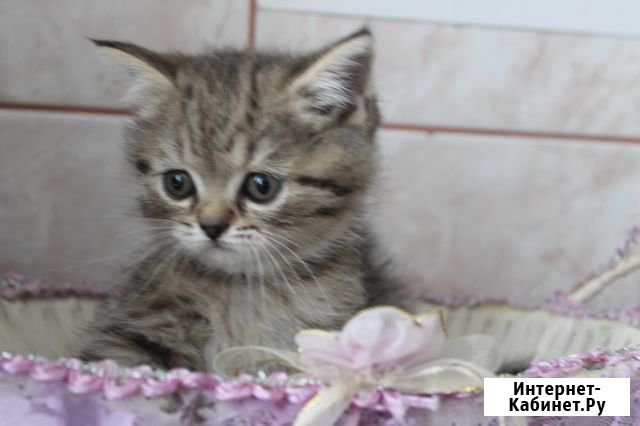 Девочка британочка Волгоград - изображение 1