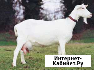Дойная Зааненская козочка Радужный - изображение 1