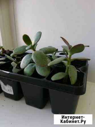 Толстянка денежное дерево отростки Тамбов