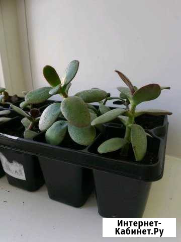 Толстянка денежное дерево отростки Тамбов - изображение 1