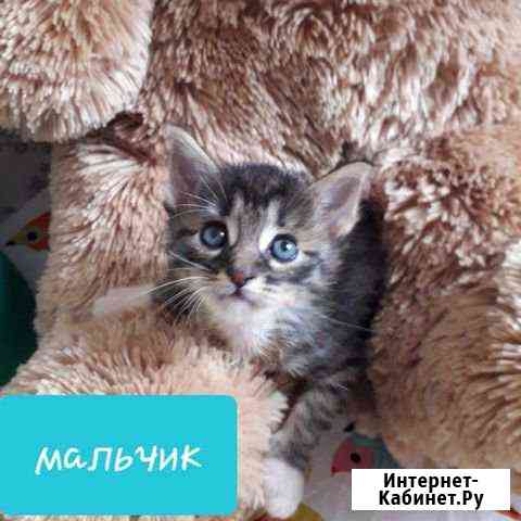 Милейшие котята в добрые руки Жуковский