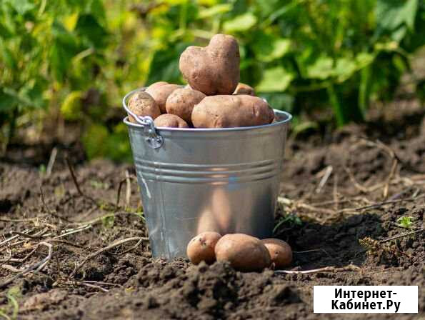 Картошка домашняя Кольчугино - изображение 1