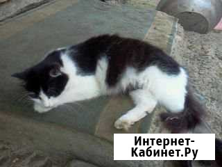 Отдаю в добрые руки Краснооктябрьский - изображение 1