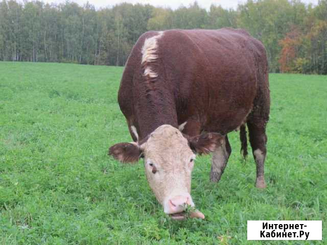 Герефорды коровы Буревестник - изображение 1