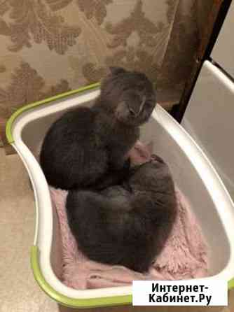 Котята Кизилюрт