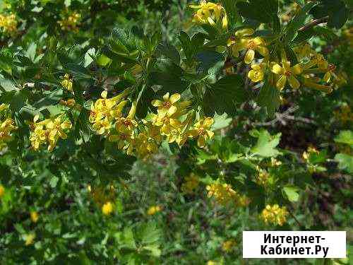 Смородина Золотистая, саженцы Иваново