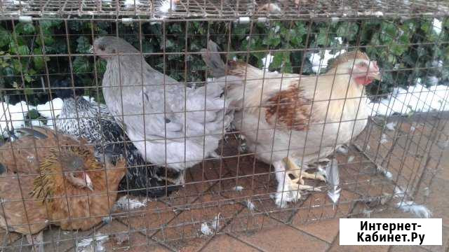 Домашние куры Тимашевск - изображение 1