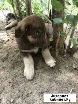 Метисы овчарки в добрые руки Волгоград
