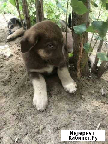 Метисы овчарки в добрые руки Волгоград - изображение 1