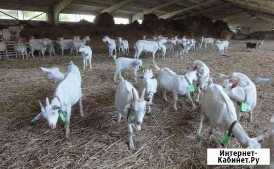 Продам оптом козье молоко и сыр Москва