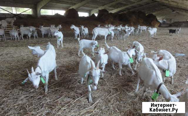 Продам оптом козье молоко и сыр Москва - изображение 1