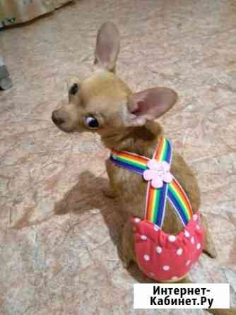 Трусы для собак Нижний Новгород