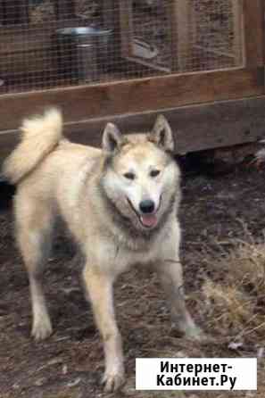 Продам кобеля зс лайки Барнаул