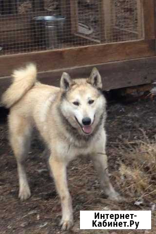 Продам кобеля зс лайки Барнаул - изображение 1