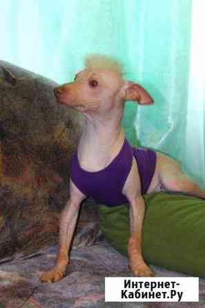 Орхидея инков (мини) Москва