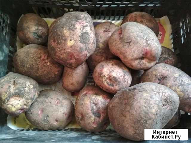 Картофель молодой Красноярск - изображение 1