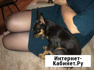 Той-терьер Томск - изображение 1