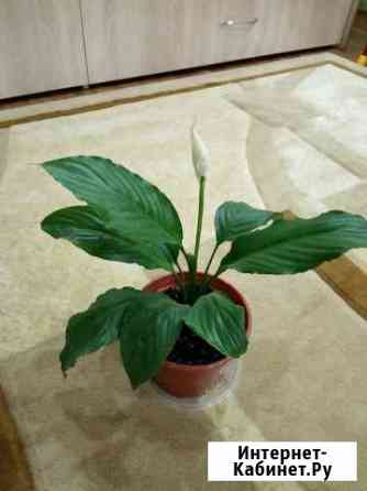 Спатифиллум Пенза