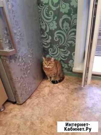 Британская кошка Омск