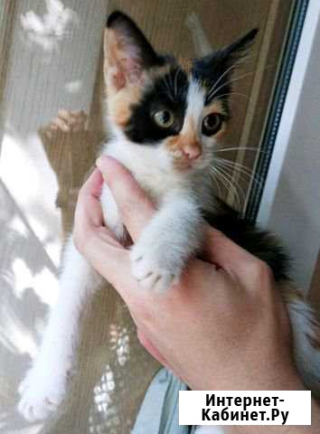 Котенок Усть-Лабинск - изображение 1