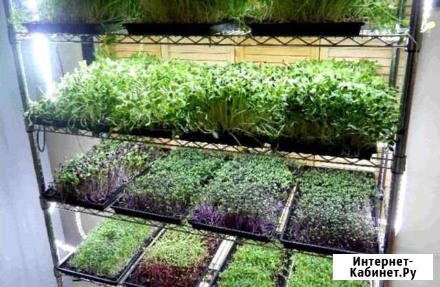 Бизнес по производству и продаже микрозелени Иваново - изображение 1