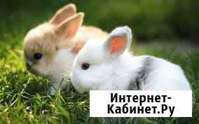 Крошки на ладошки Волгоград - изображение 1