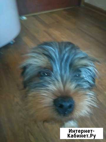 Щенок Йоркширский терьер Воронеж - изображение 1