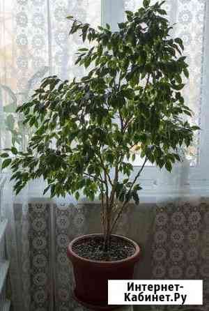 Фикус Бенджамина Киров