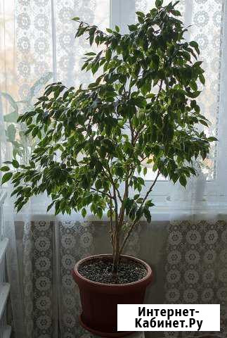 Фикус Бенджамина Киров - изображение 1