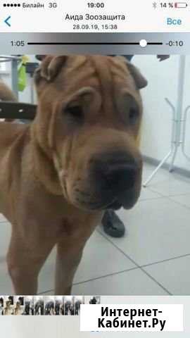 Чистокровный шарпе в добрые руки Казань - изображение 1